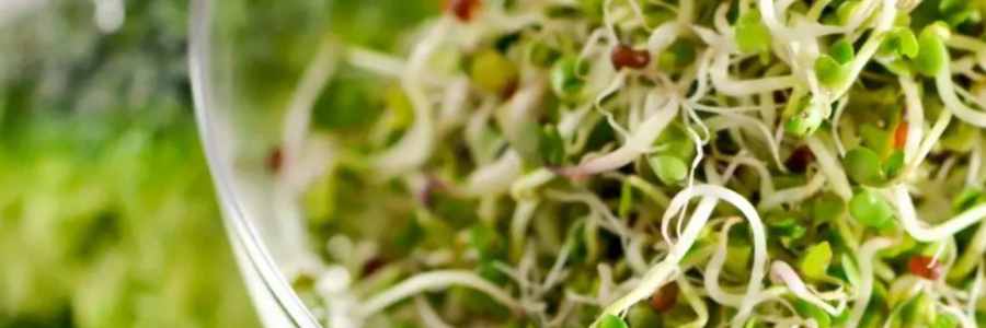 Broccoli Sprouts Nutritional Ideas