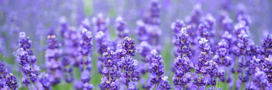 lavender helps with sleep